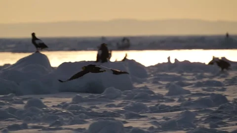 Steller Sea Eagle Flying over Frozen Pack Ice in Hokkaido Telephoto 4k Stock Footage 338266489