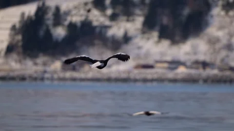 Steller Sea Eagle Flying over Cold Winter Ocean 4k Telephoto Shot Stock Footage 338266556