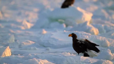 Steller Sea Eagle Perched on Snow and Ice Floes in Hokkaido 4k Telephoto Stock Footage 338266498