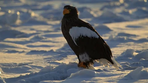 Steller Sea Eagle Perched on Snowy Ice 4k Telephoto Lens Footage 库存影片 338266616