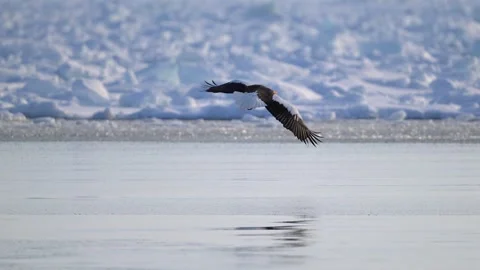 Steller Sea Eagle Soaring over Frozen Sea Ice in Hokkaido 4k Telephoto Stock Footage 338266541