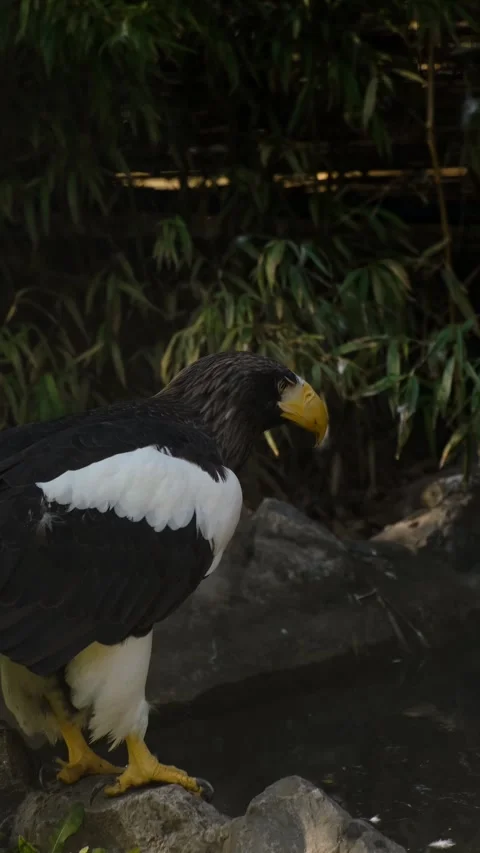 A Steller sea eagle stands on rocks and looks back over its shoulder, showing Stock Footage 325739758