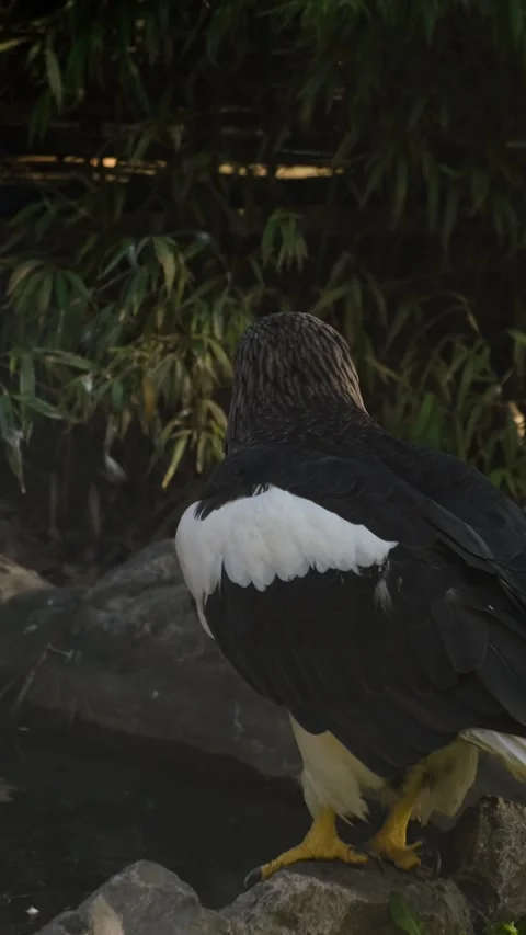 A Steller sea eagle stands on rocks and looks back over its shoulder, showing Stock Footage 325739761