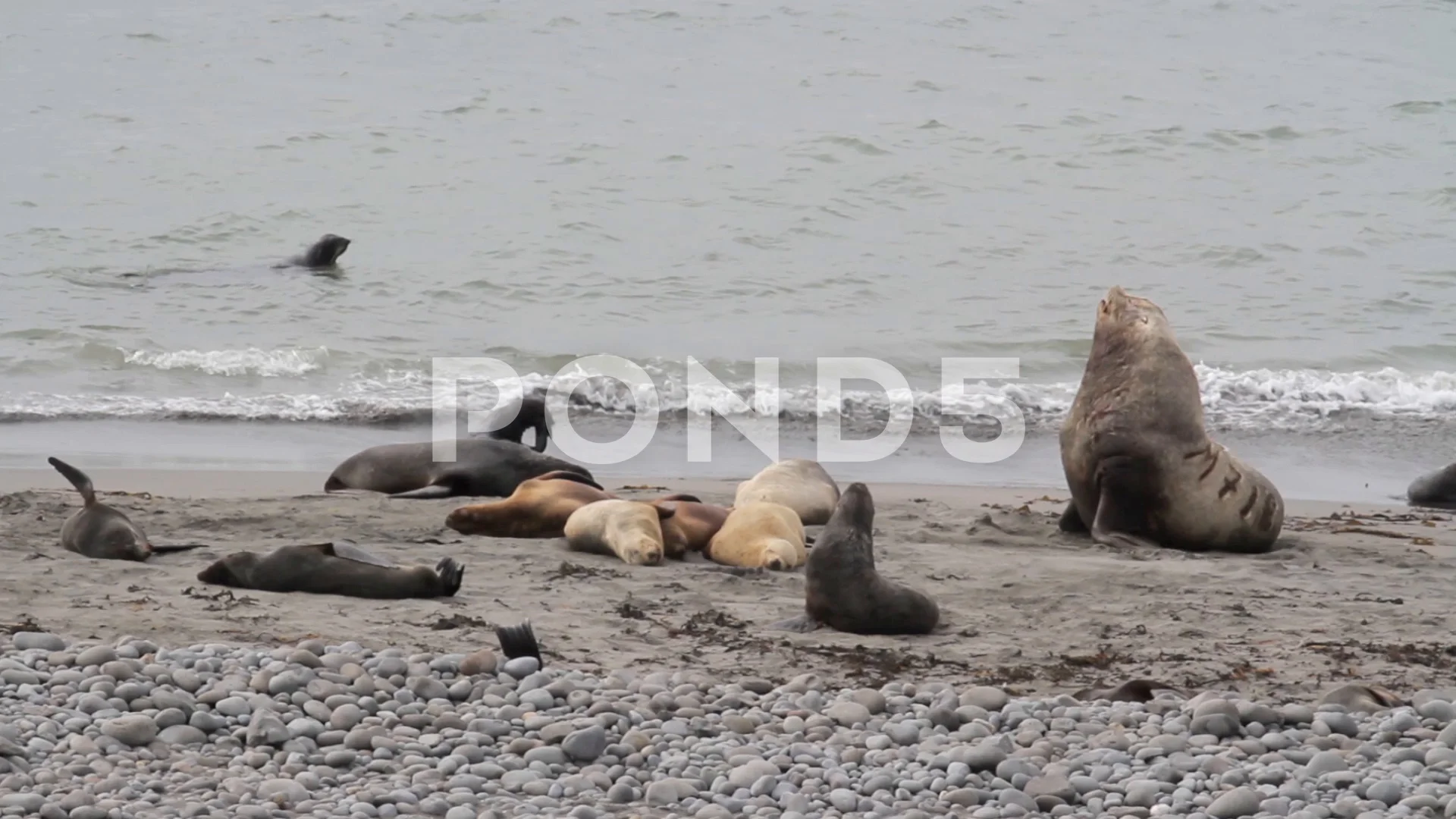 Steller Sea Lions On The Beach Stock Footage 75349573