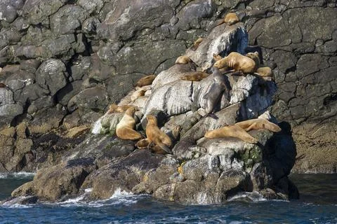 Steller sea lions on rocks at Resurrection Bay, Kenai Fjords National Park, Stock Photos