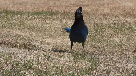 Steller's Jay Bird Видео 49472697
