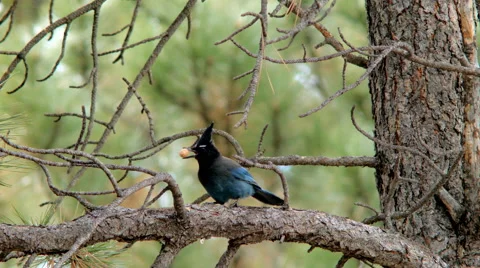 Steller's jay eating a peanut in a pine tree Stock Footage 45841703