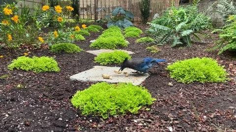 Steller's Jay Eating Peanuts Stock Footage 205001918