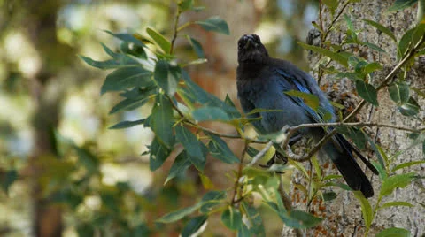 Steller's jay Stock Footage 25584170