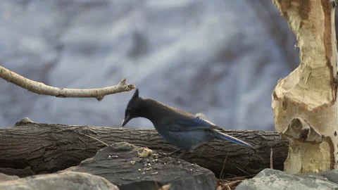 Steller's jay gathers nuts, 4k Stock Footage 166011358