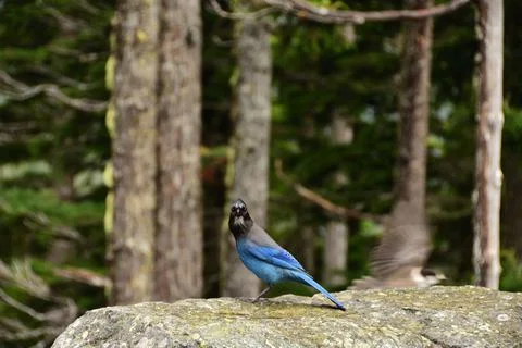Steller's Jay looking at the camera while another bird flew by at Mt. Rainier Stock Photos