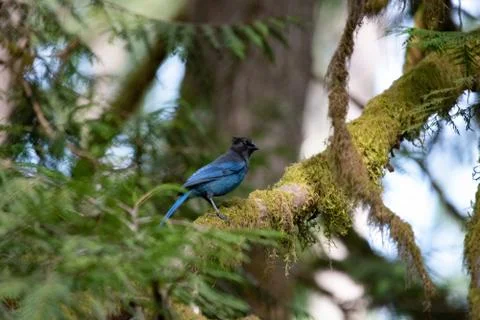 Steller's Jay perched in tree posing profile Stock Photos