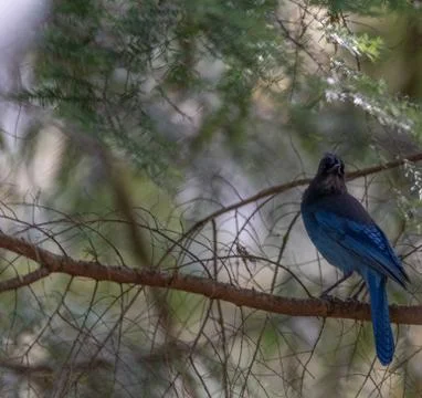 Steller's Jay perched in tree posing profile Stock Photos