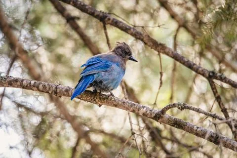 Steller's Jay perching in a pine tree Stock Photos