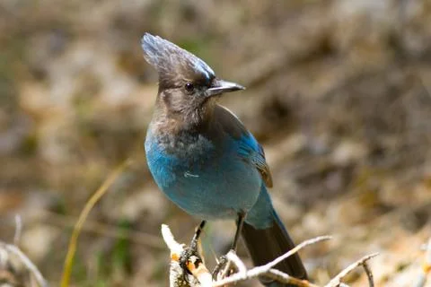 Stellers jay Stock Photos