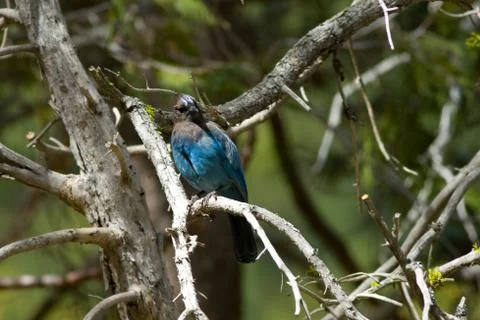 Stellers jay Foto stock