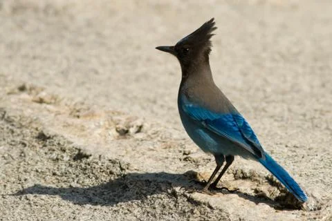 Steller's jay Stock Photos