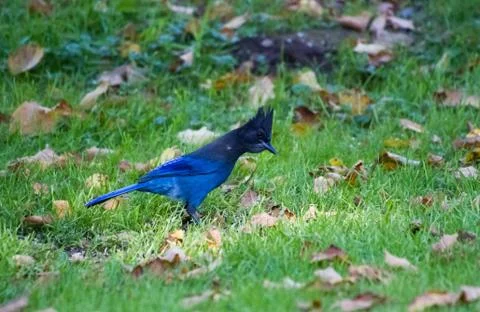 STELLER'S JAY Stock Photos