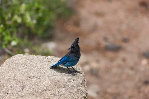 Steller's Jay Stock Photos