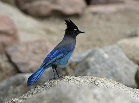 Steller's Jay Stock Photos
