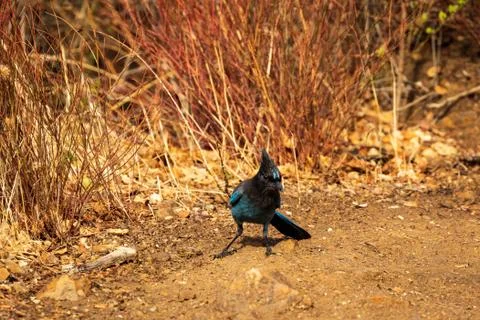 A Steller's Jay Stock Photos