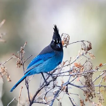 Steller's Jay Stock-Fotos