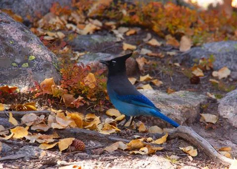 Steller's Jay 스톡 사진
