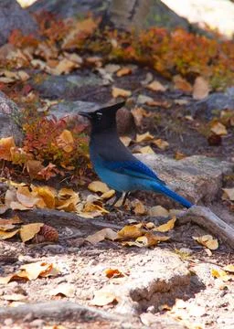 Steller's Jay 스톡 사진