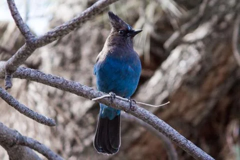 Steller's Jay in a Pine Tree Stock Photos