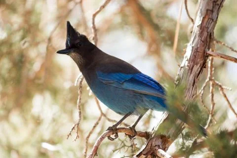 Steller's Jay in a Pine Tree Stock Photos