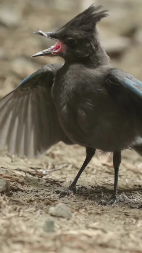 A Steller's Jay squawks with wings spread wide open. ,Big Sur, USA Stock Footage 313421252