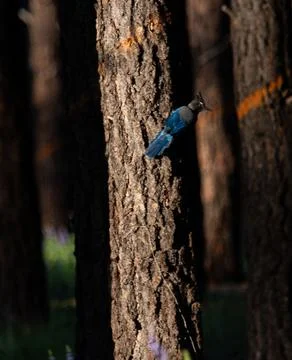 Steller's Jay standing vertically on tree truck Stock Photos