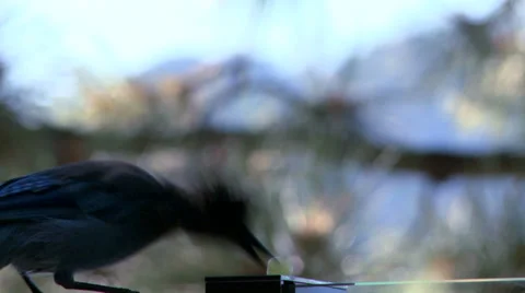 A Steller's Jay steals a grape off a window sill and flies away. Vídeos de archivo 34403963