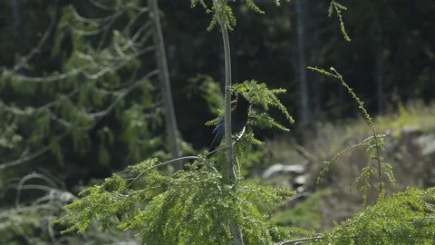Steller's Jay in the tree Stock Footage