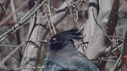 Steller's Jay in Tree, Head Shot, Rocky Mountain National Park Video stock 278430029
