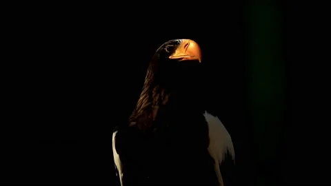 Stellers sea Eagle 2 Stock Footage 239261362