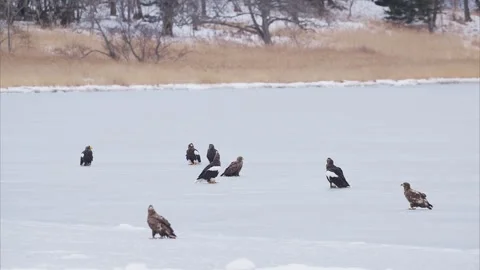 Steller's sea eagle and white-tailed eagle on ice Stock Footage 320513710