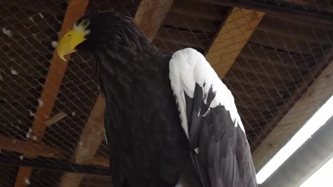 Steller's sea eagle close-up in the aviary Stock Footage 139357545