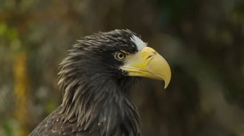 Steller's Sea Eagle Close Up Stock Footage 56189338