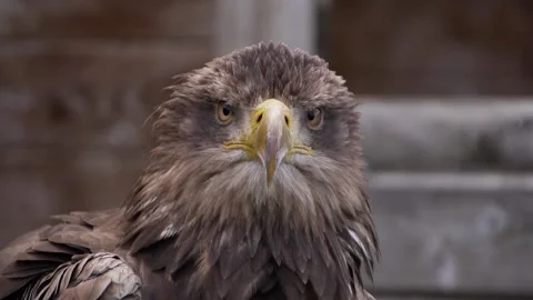 Steller's Sea Eagle Close Up Stock Footage 158083399