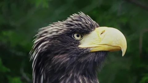 Stellers Sea Eagle Close-Up Stock Footage 314330445