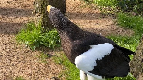 Steller's sea eagle. The eagle walks on his land. Stock Footage 238460790