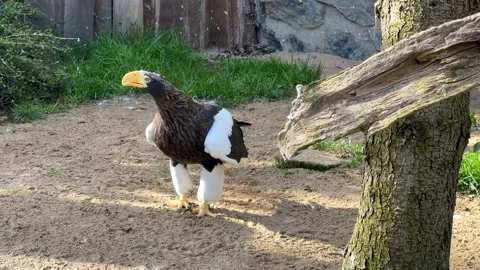 Steller's sea eagle. The eagle walks on his land. Stock Footage 238460989