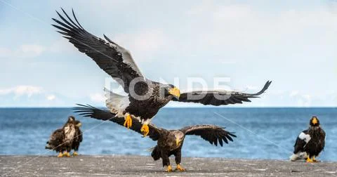 Steller's sea eagle in flight. Blue sky background. Scientific name: Haliaeet Stock Photos