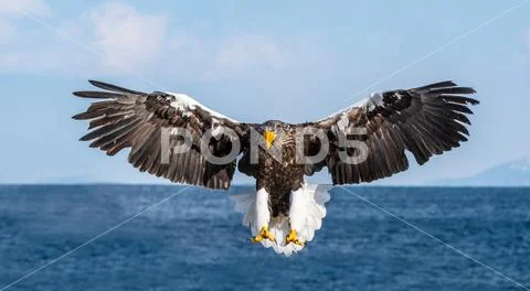 Steller's sea eagle in flight. Blue sky background. Scientific name: Haliaeet Stock Photos
