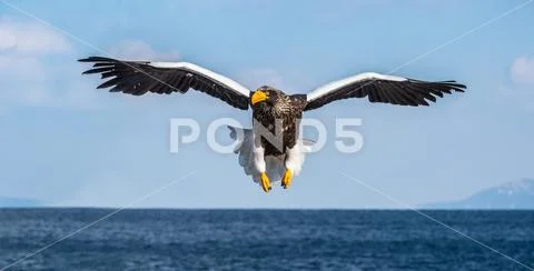 Steller's sea eagle in flight. Blue sky background. Scientific name: Haliaeet Stock Photos