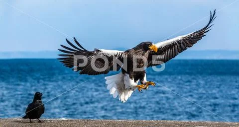 Steller's sea eagle in flight. Blue sky background. Scientific name: Haliaeet Stock Photos