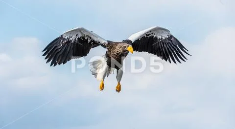 Steller's sea eagle in flight. Blue sky background. Scientific name: Haliaeet Stock Photos