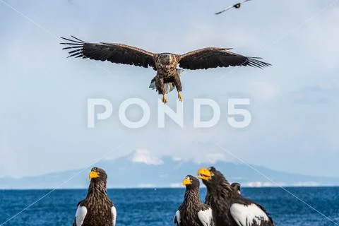 Steller's sea eagle in flight. Blue sky background. Scientific name: Haliaeet Stock Photos