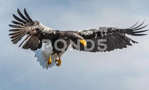 Steller's sea eagle in flight. Blue sky background. Scientific name: Haliaeet Stock Photos